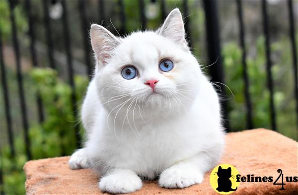 thechubbyfacedcat Picture 1